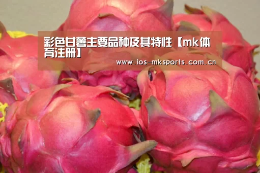 mk体育中国官网